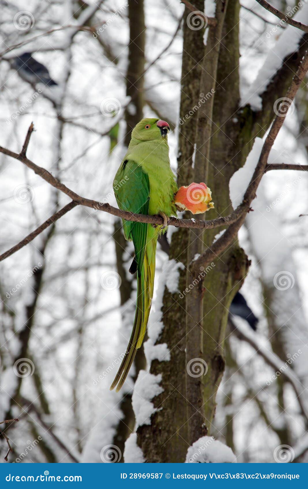 Collared Parakeet Eating an Apple Stock Image Image of food