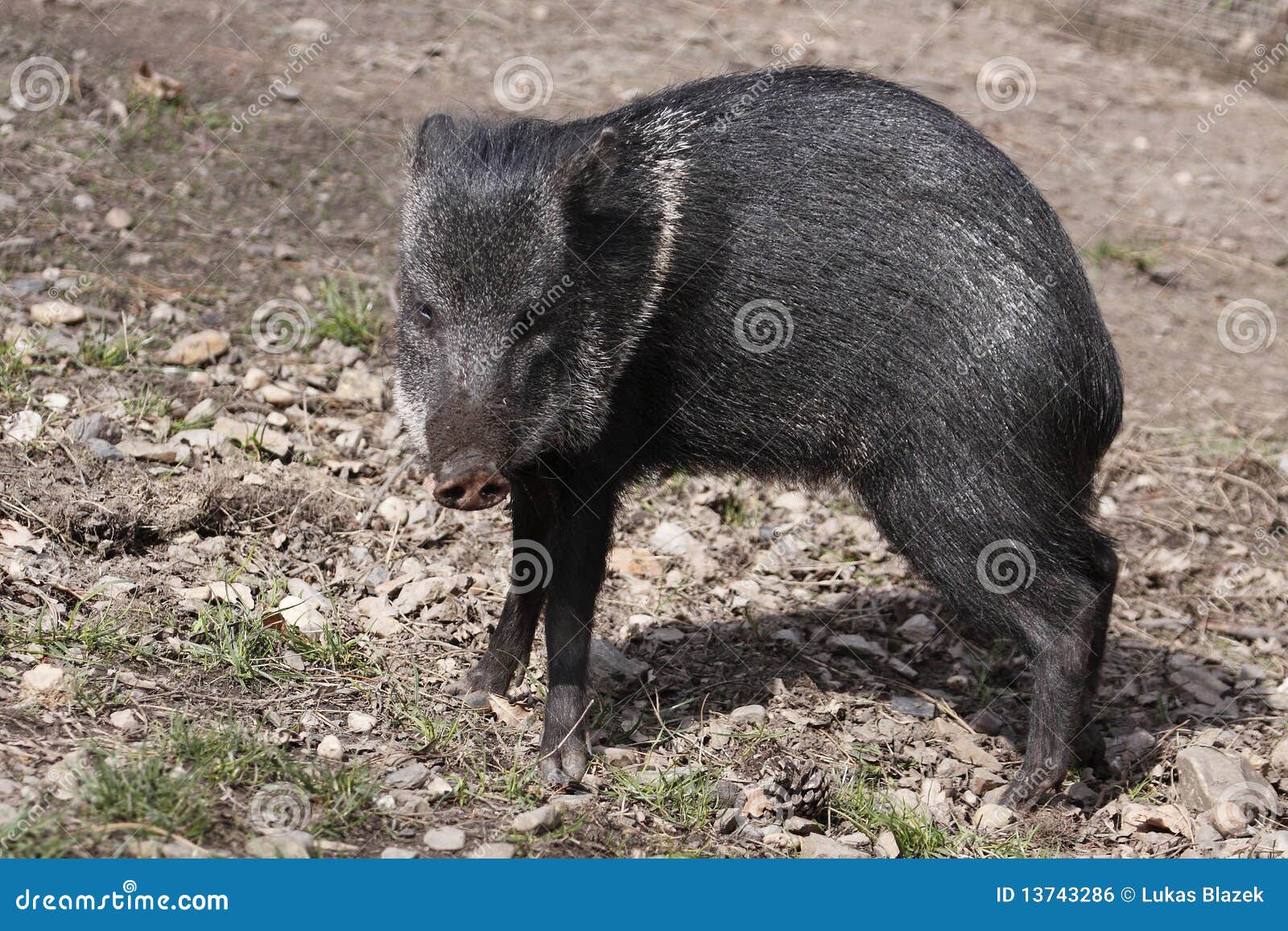 Collared peccary stock photo. Image of nature, wildlife 13743286