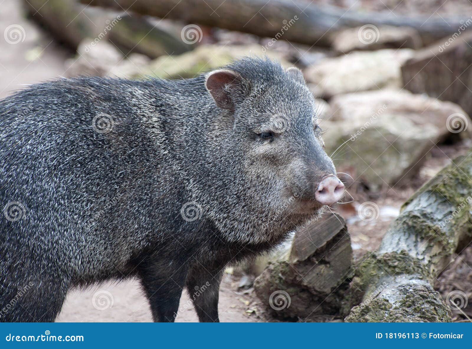 Collared Peccary stock image. Image of collar, collared 18196113