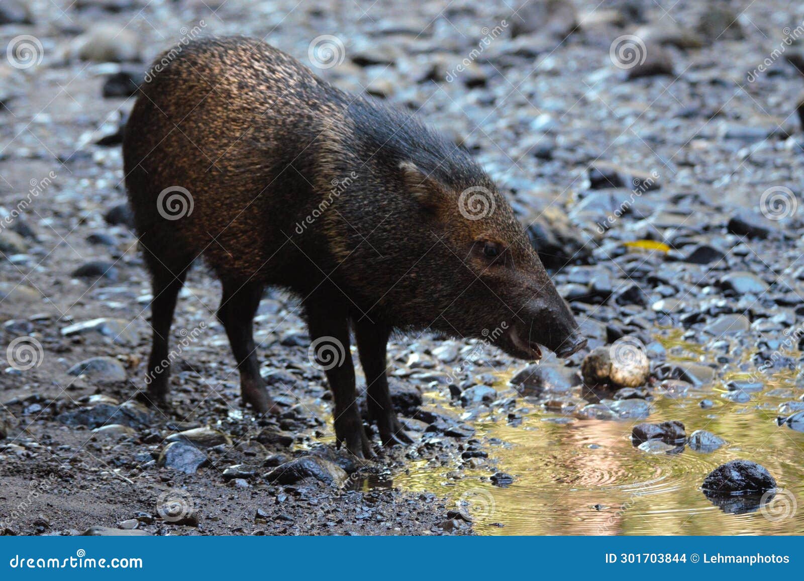 collared peccary standing by a stream