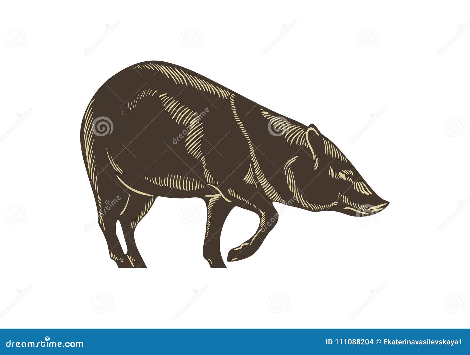Collared Peccary Vector. Wild Boar Hand Drawn Illustration. Isolated on