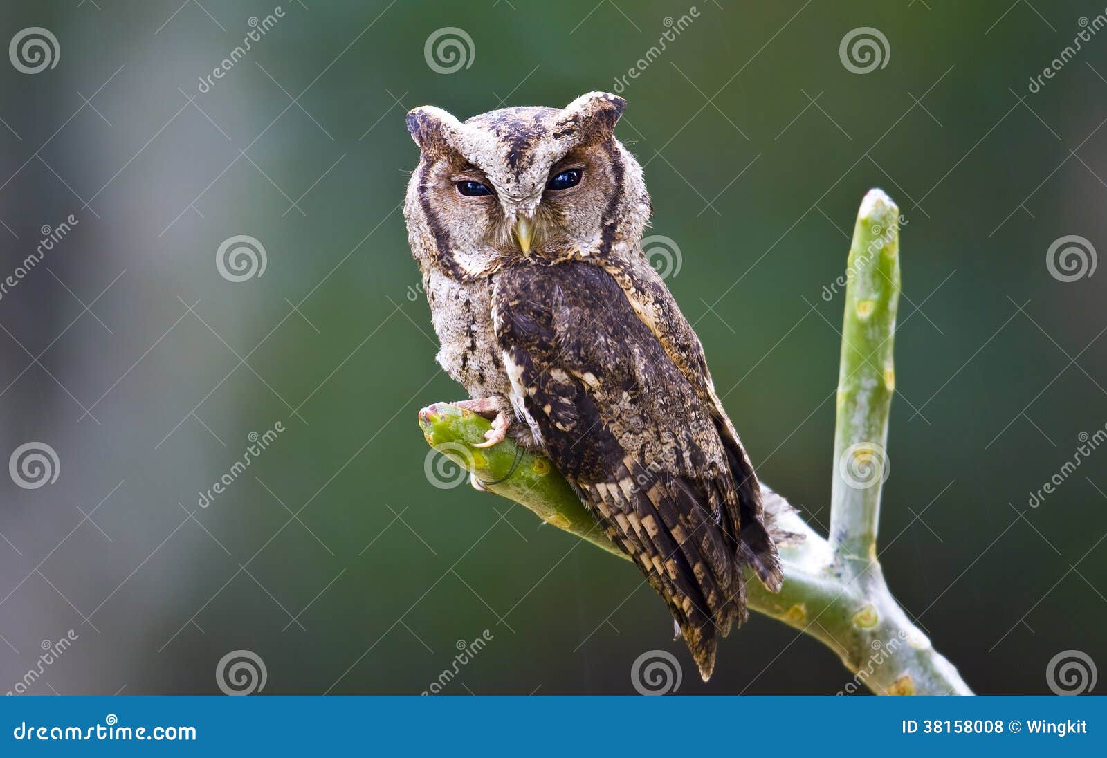 collared scops owl birds