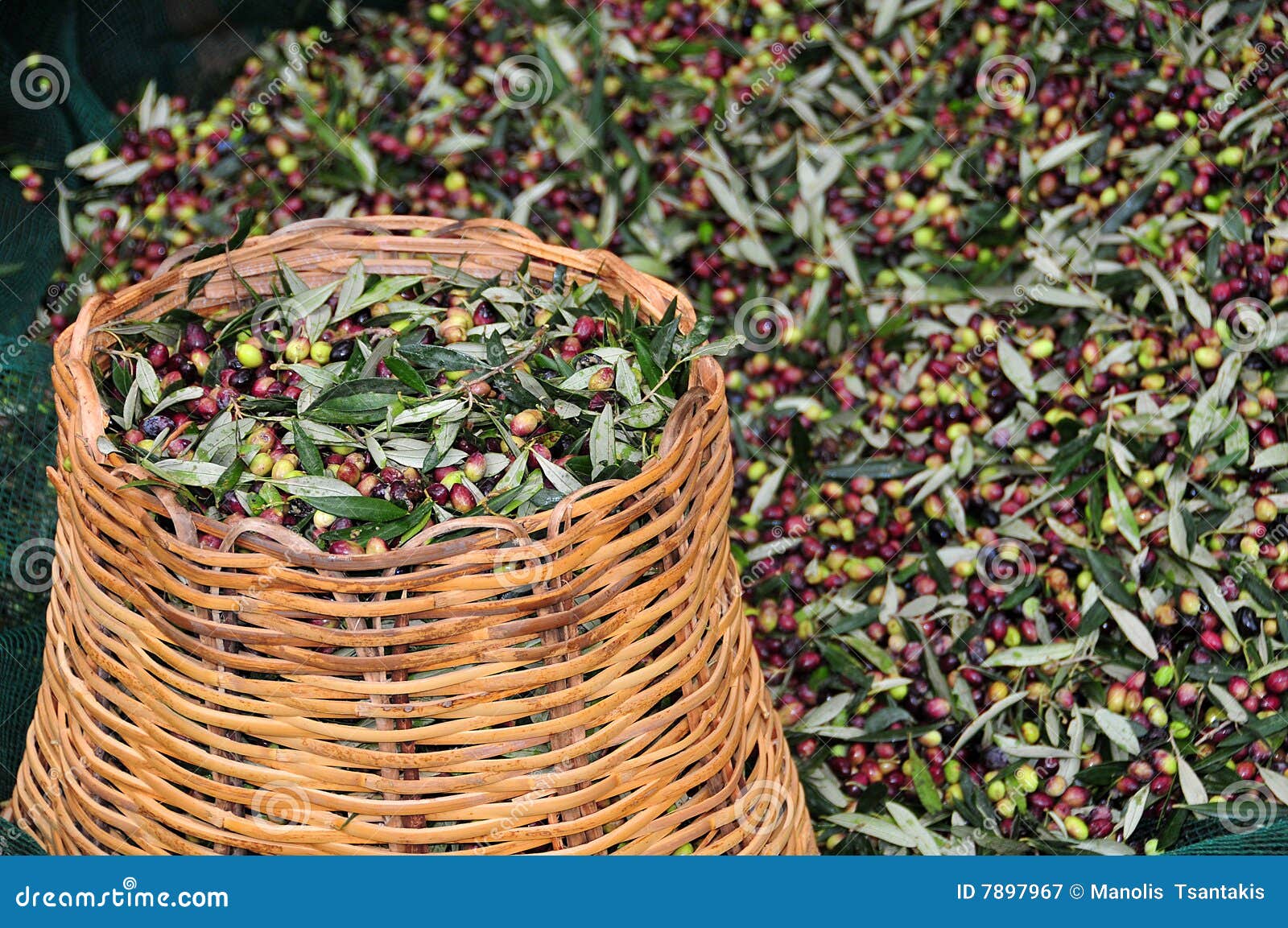 Collected olives stock image. Image of fresh, agriculture 7897967