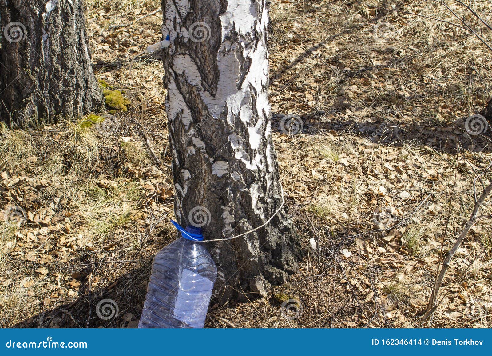 collecting birch nectar in the forest in early spring, front and back background blurred with bokeh effect