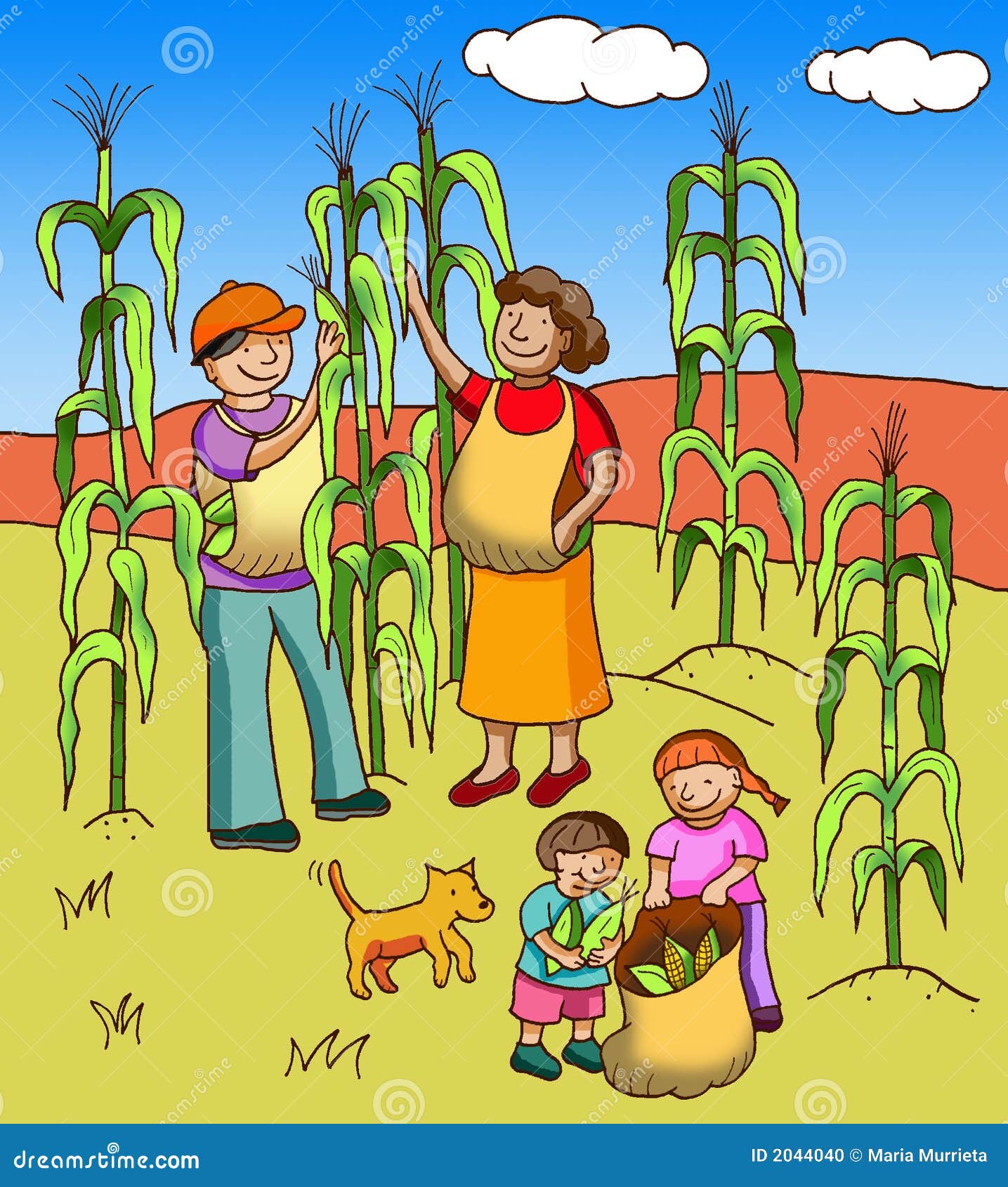 collecting corn