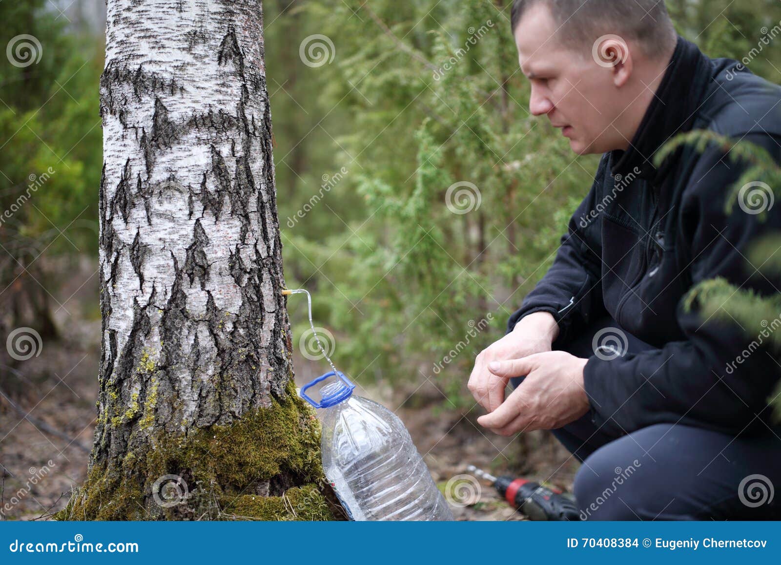 Collecting Juice from Birch Tree Stock Photo Image of medicine