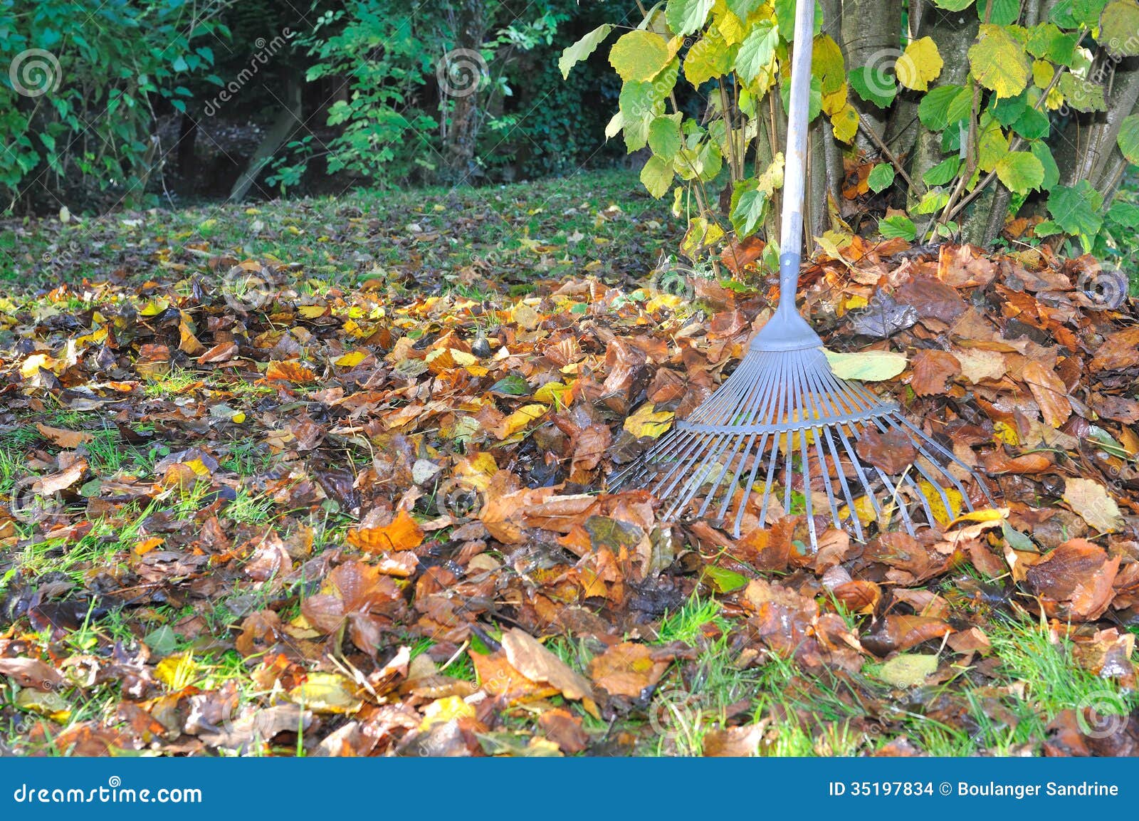 Collecting leaves stock photo. Image of foliage, raking - 35197834