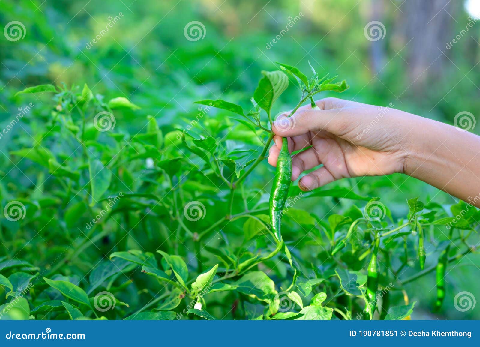 collecting peppers in a small garden to cook