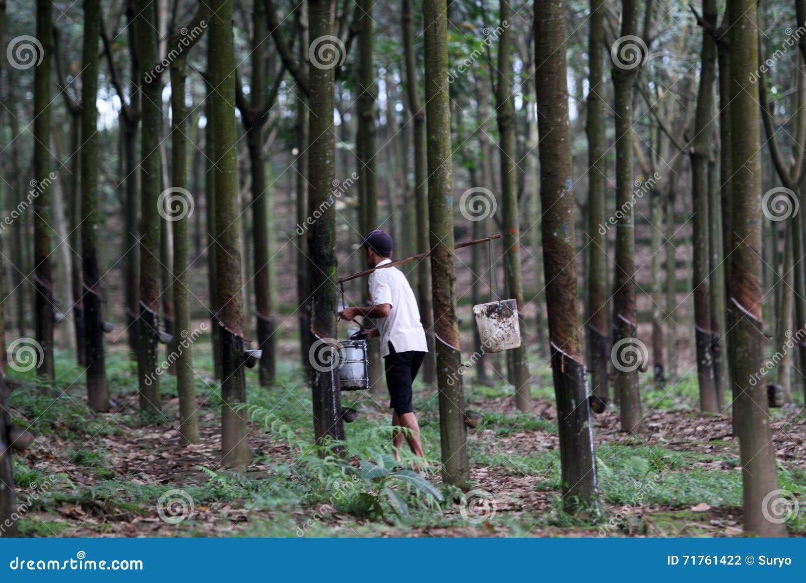 Collecting rubber tapping editorial photography. Image of java 71761422