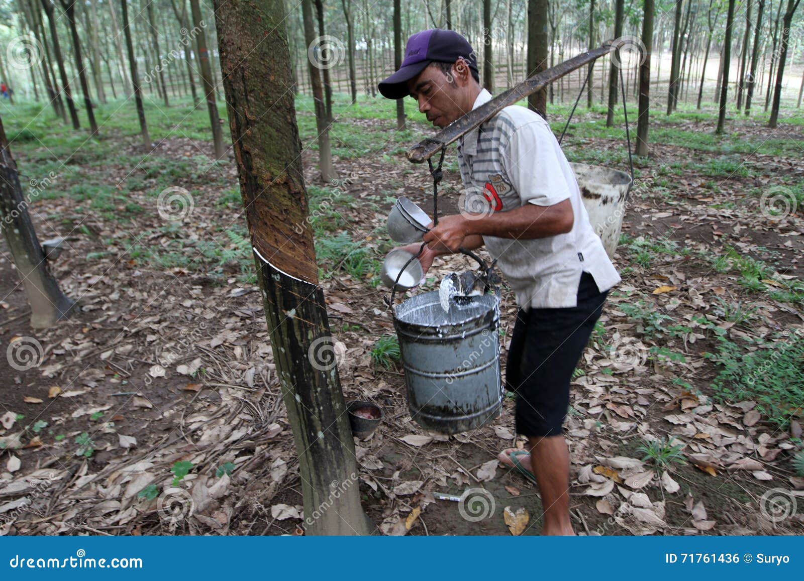 Collecting rubber tapping editorial photo. Image of grass 71761436