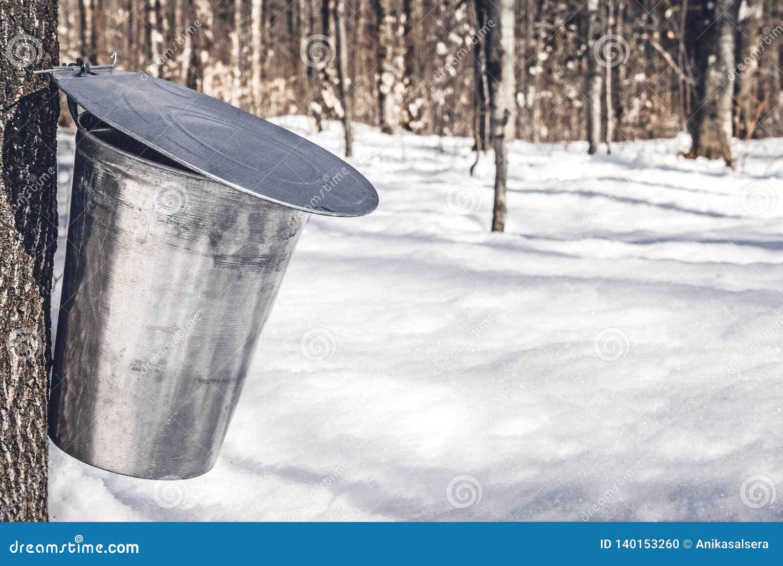 collecting sap for traditional maple syrup production