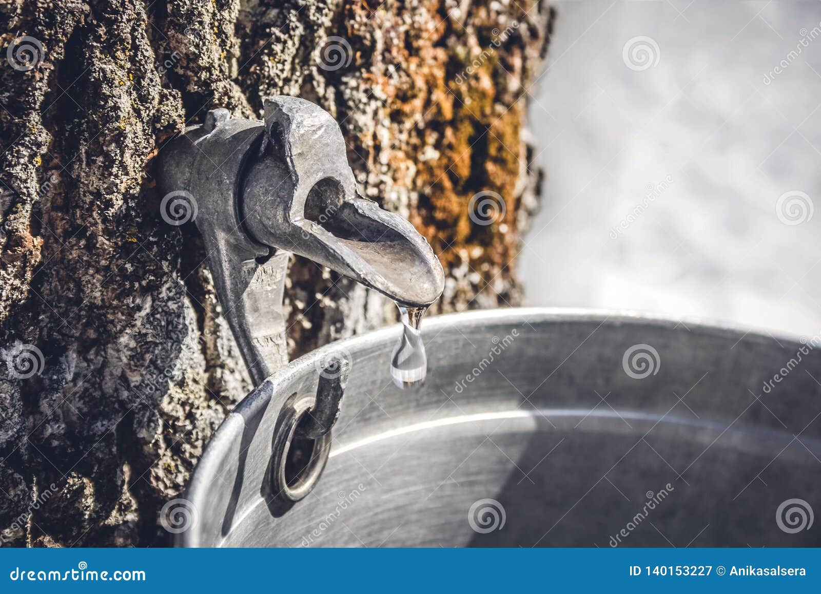 collecting sap from a tree to produce maple syrup