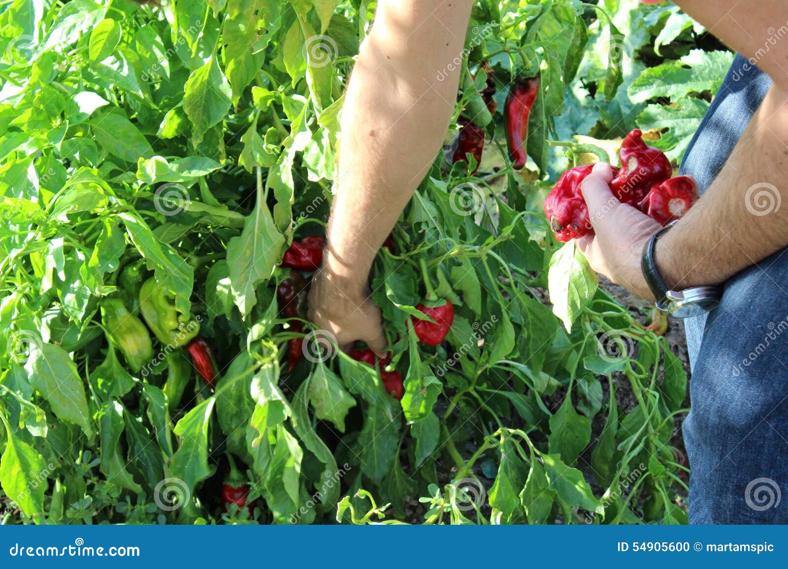 collecting some peppers