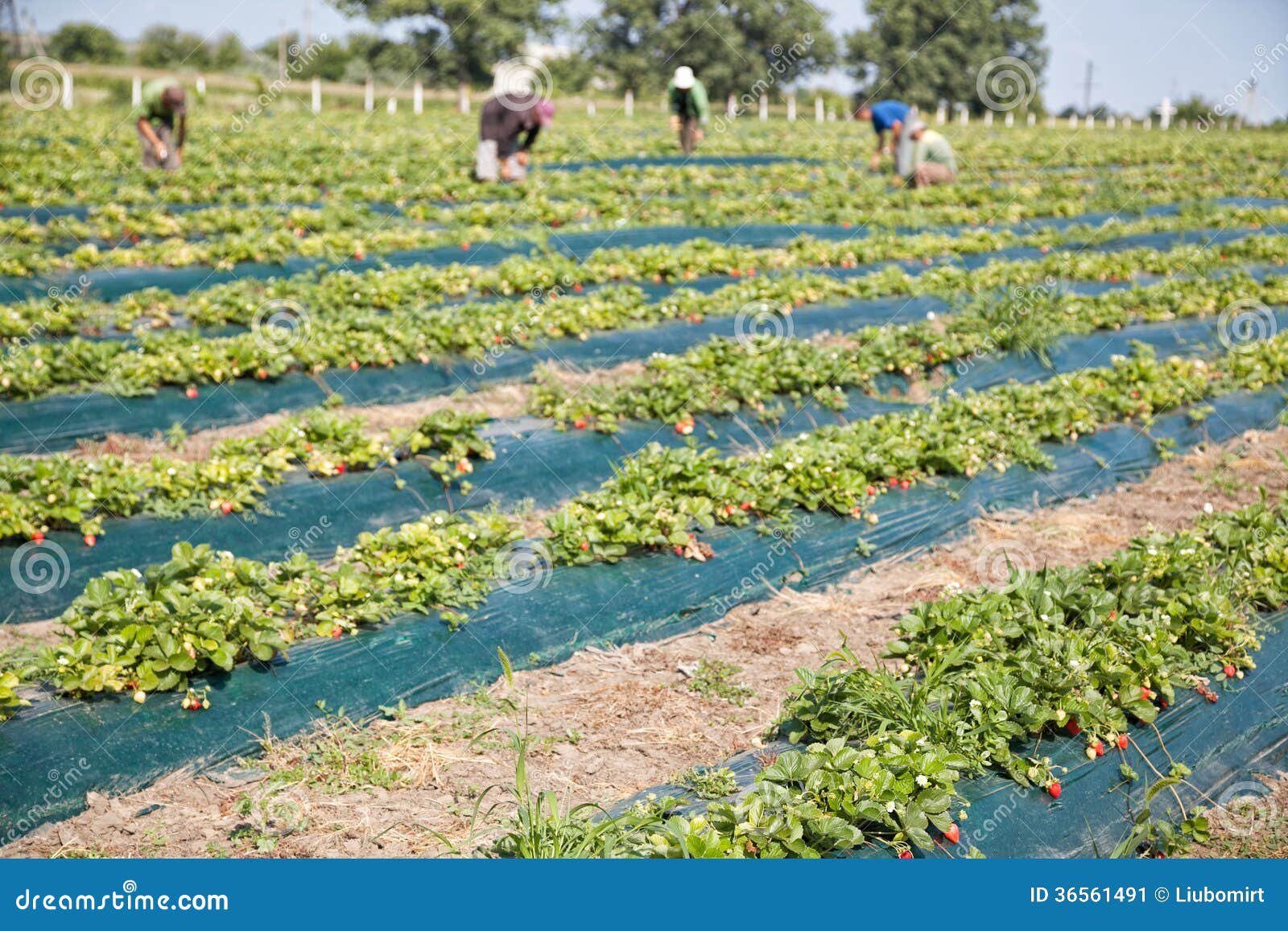 Collecting strawberries stock image. Image of manual 36561491