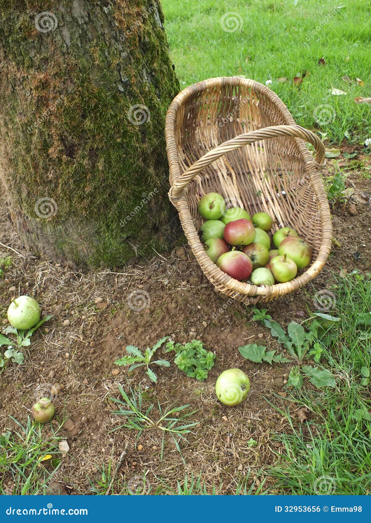 Collecting Windfall stock photo. Image of garden, beneath 32953656