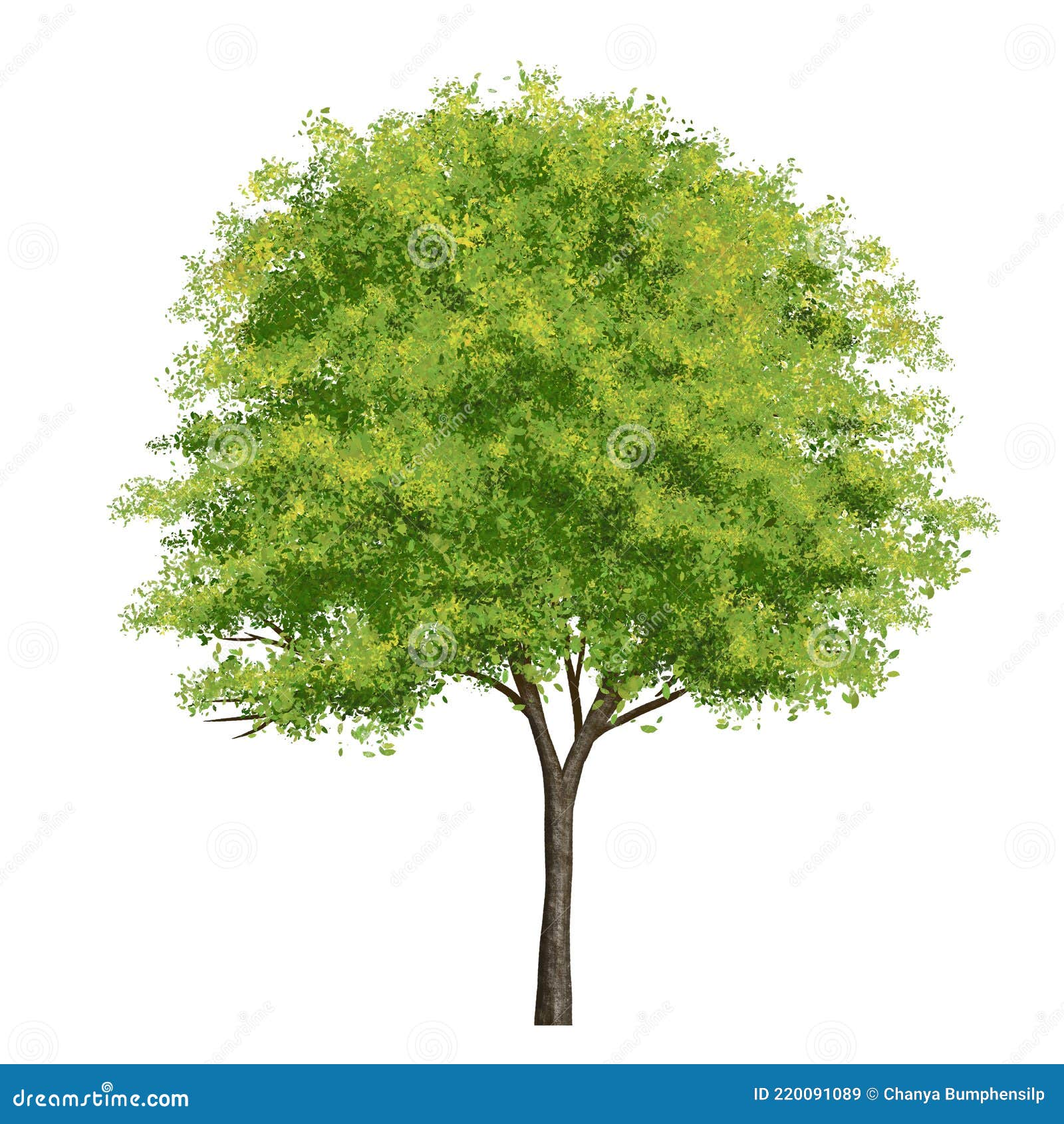 green tree side view  on white background