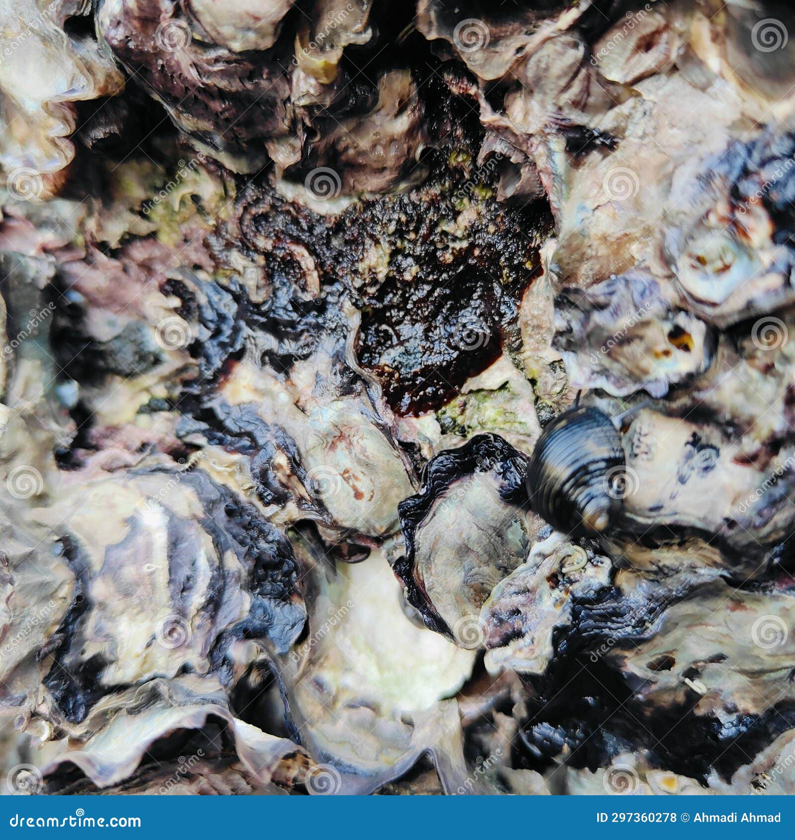 a collection of abstract looking sea shells with a snail on top