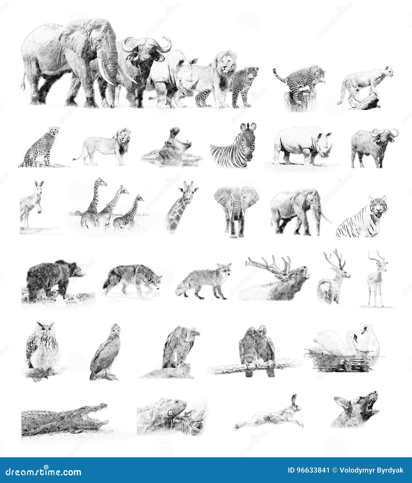 Wildlife pencil sketches on Behance