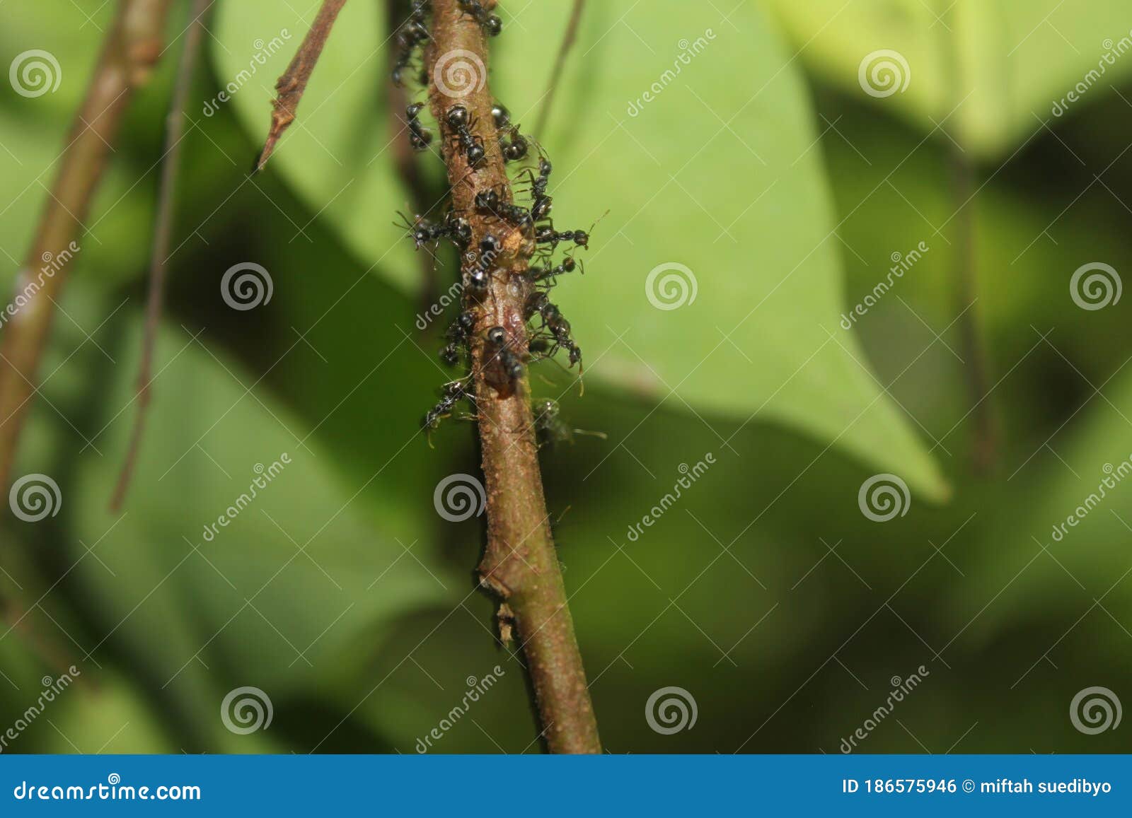 A Collection Of Red Ants Swarming Around Dead Insects Stock Photography