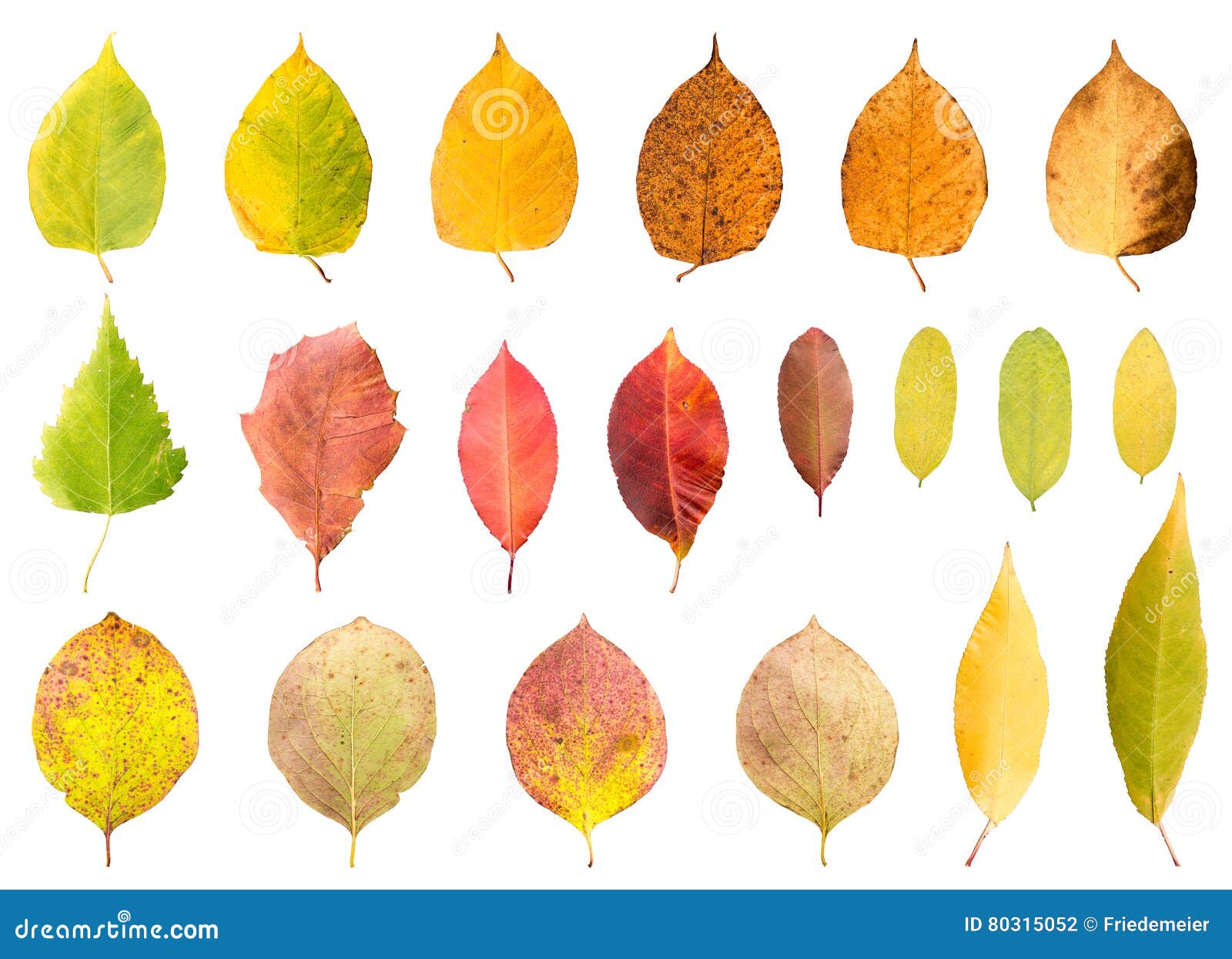 Collection of Autumn Leaves in Different Stades of Withering Stock ...