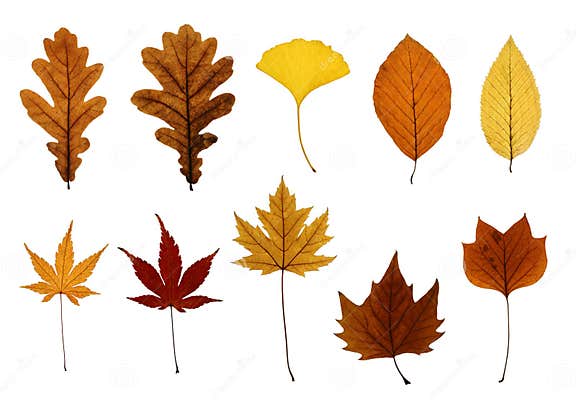 Collection of Autumn Leaves Isolated on White Stock Photo - Image of ...