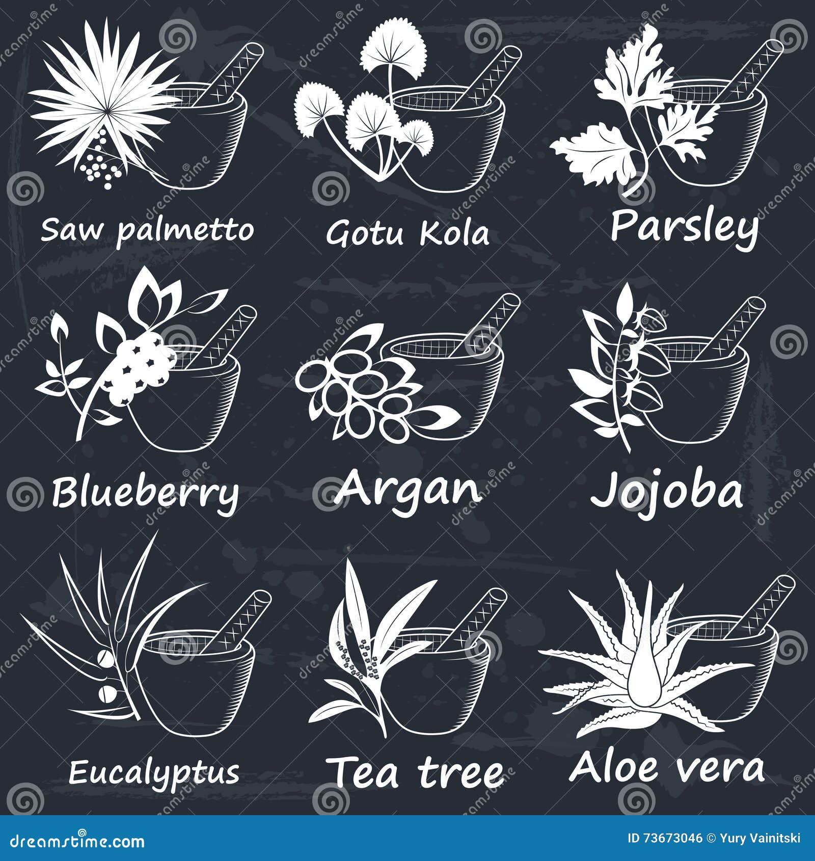 Collection of Ayurvedic Herbs Stock Vector Illustration of medicine