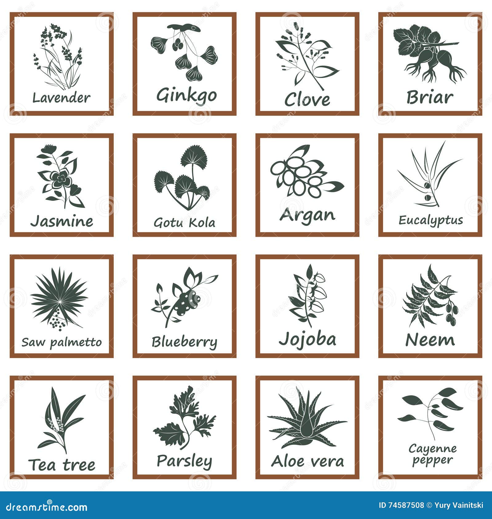 Collection of Ayurvedic Herbs Stock Vector Illustration of ayurvedic