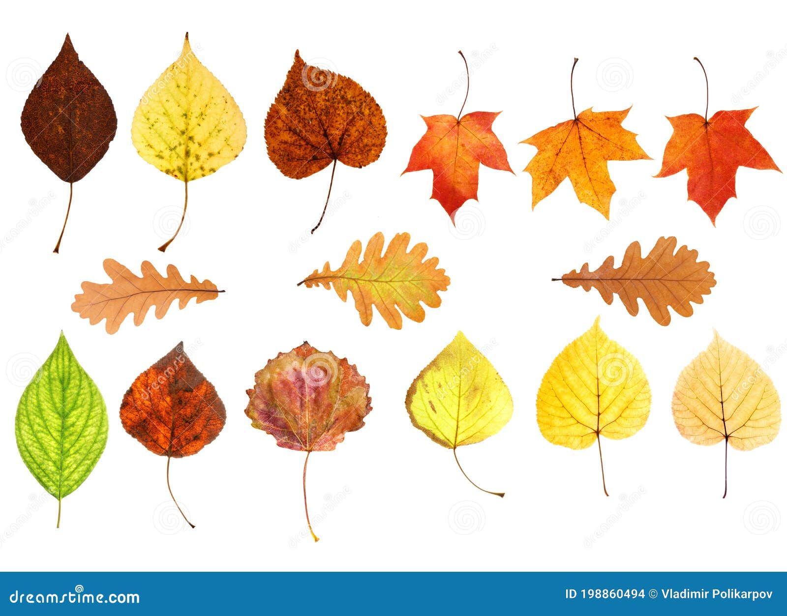 Collection of Beautiful Autumn Leaves Isolated on White Background ...