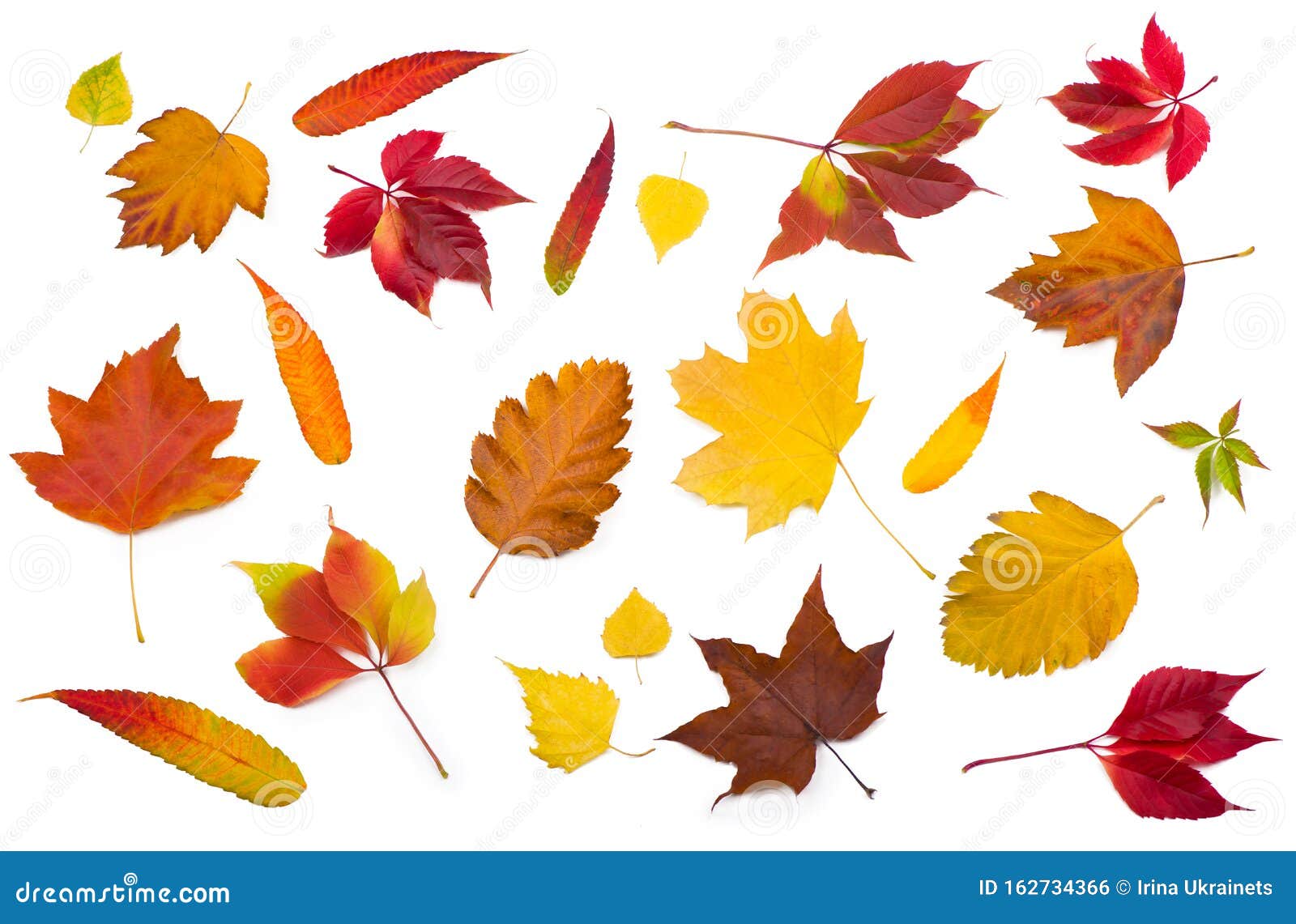 Collection Beautiful Colorful Autumn Leaves Isolated on White ...