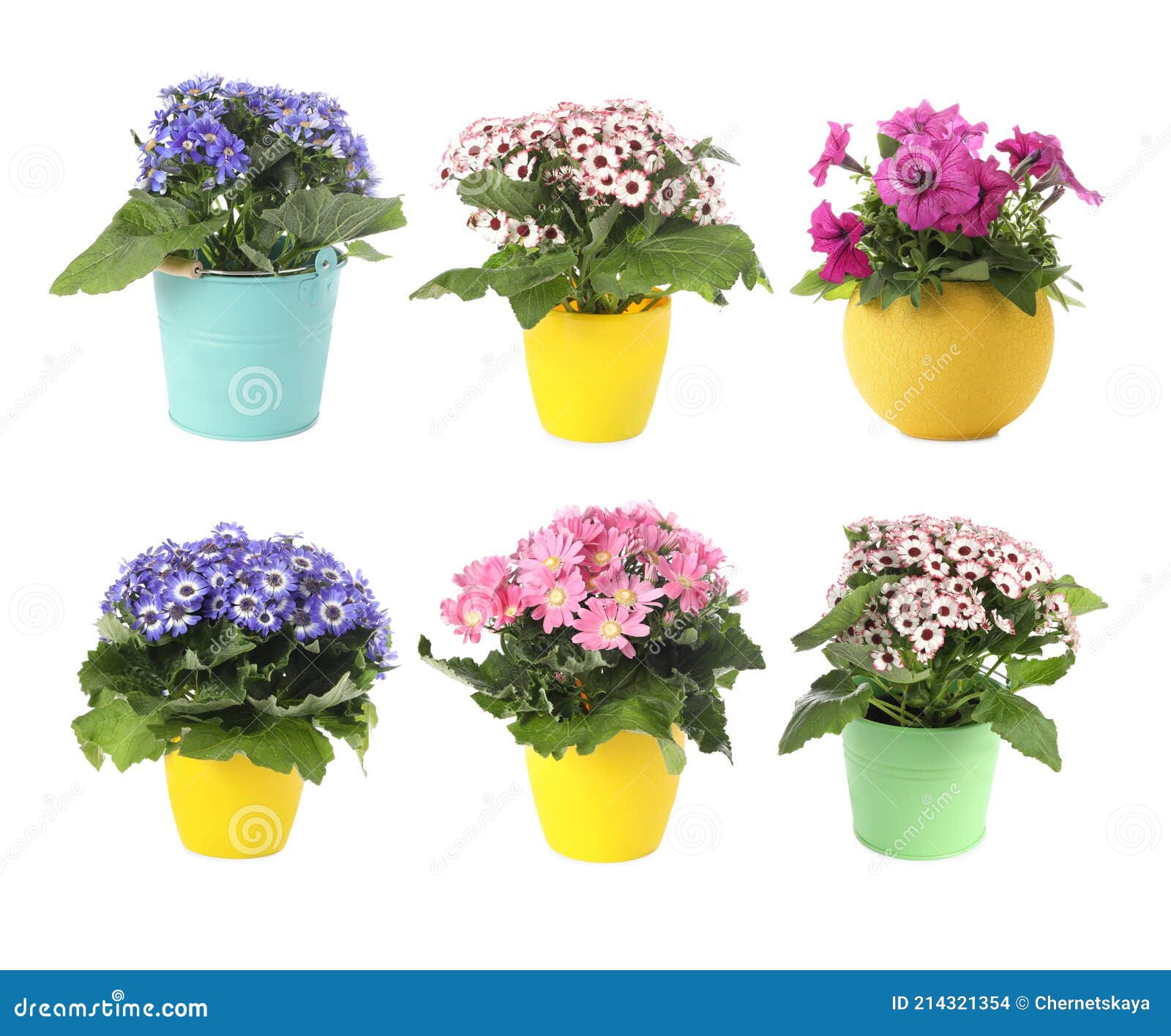 Collection of Beautiful Flowers in Pots on White Background Stock Photo ...
