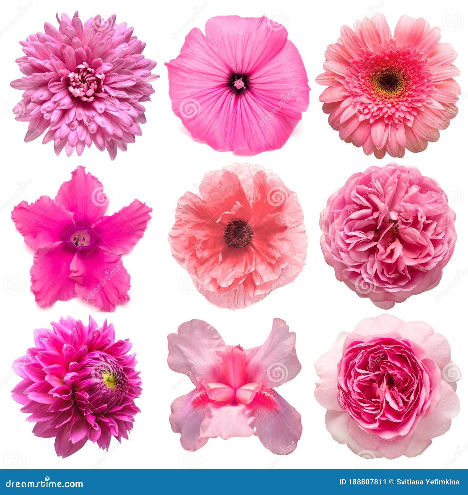 Collection Beautiful Head Pink Flowers of Cyclamen, Poppy, Dahlia, Rose ...