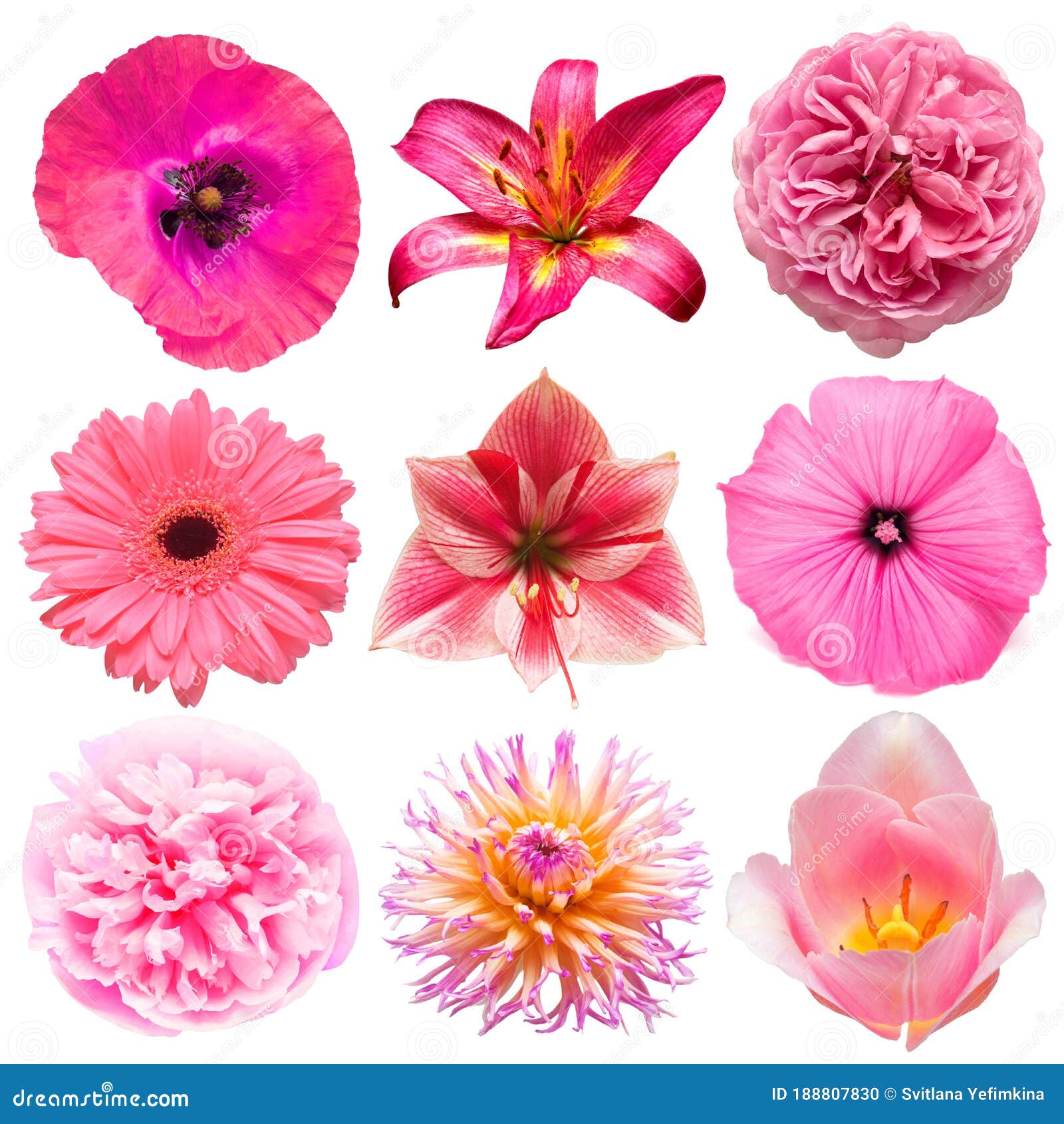 Collection Beautiful Head Pink Flowers of Lily, Amaryllis, Tulip, Poppy ...