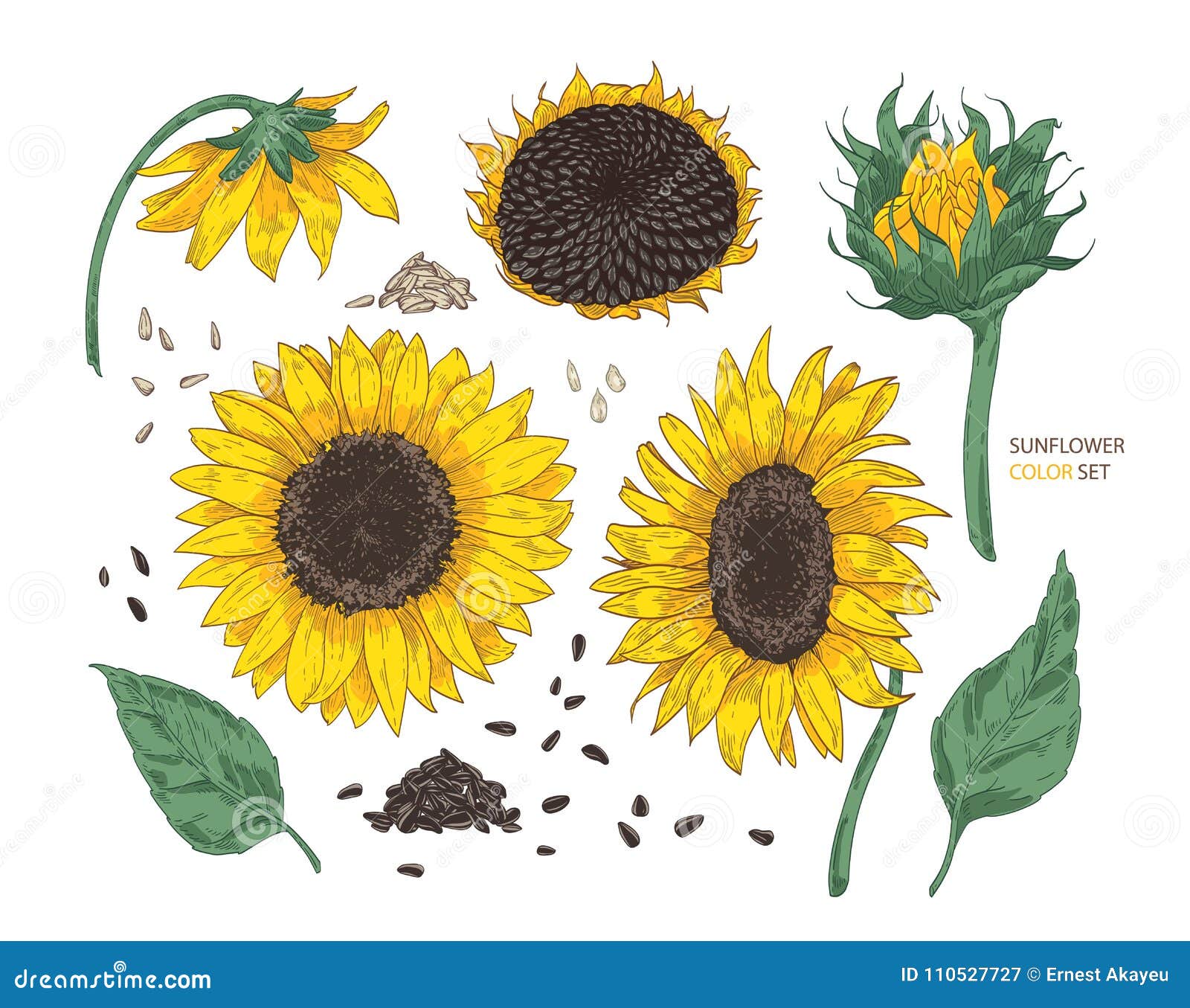 Update 173+ realistic sunflower drawing super hot