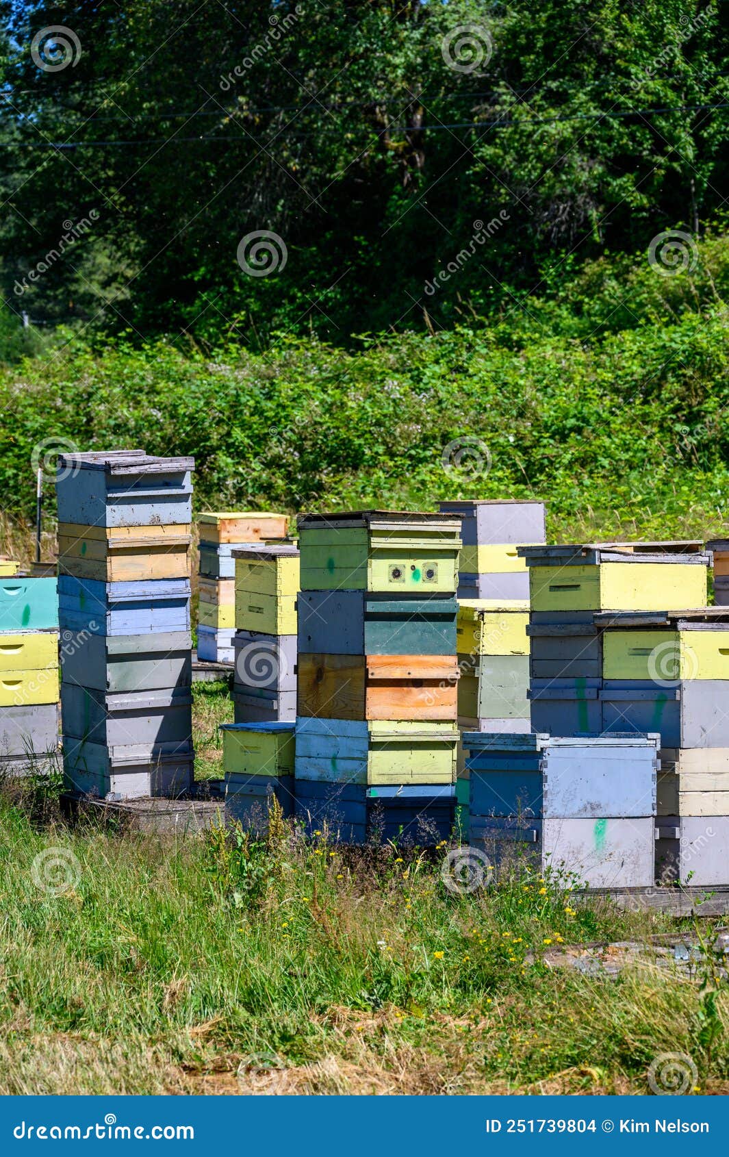 collection of bee keeping boxes, sunny day in a field with bee colony for honey production