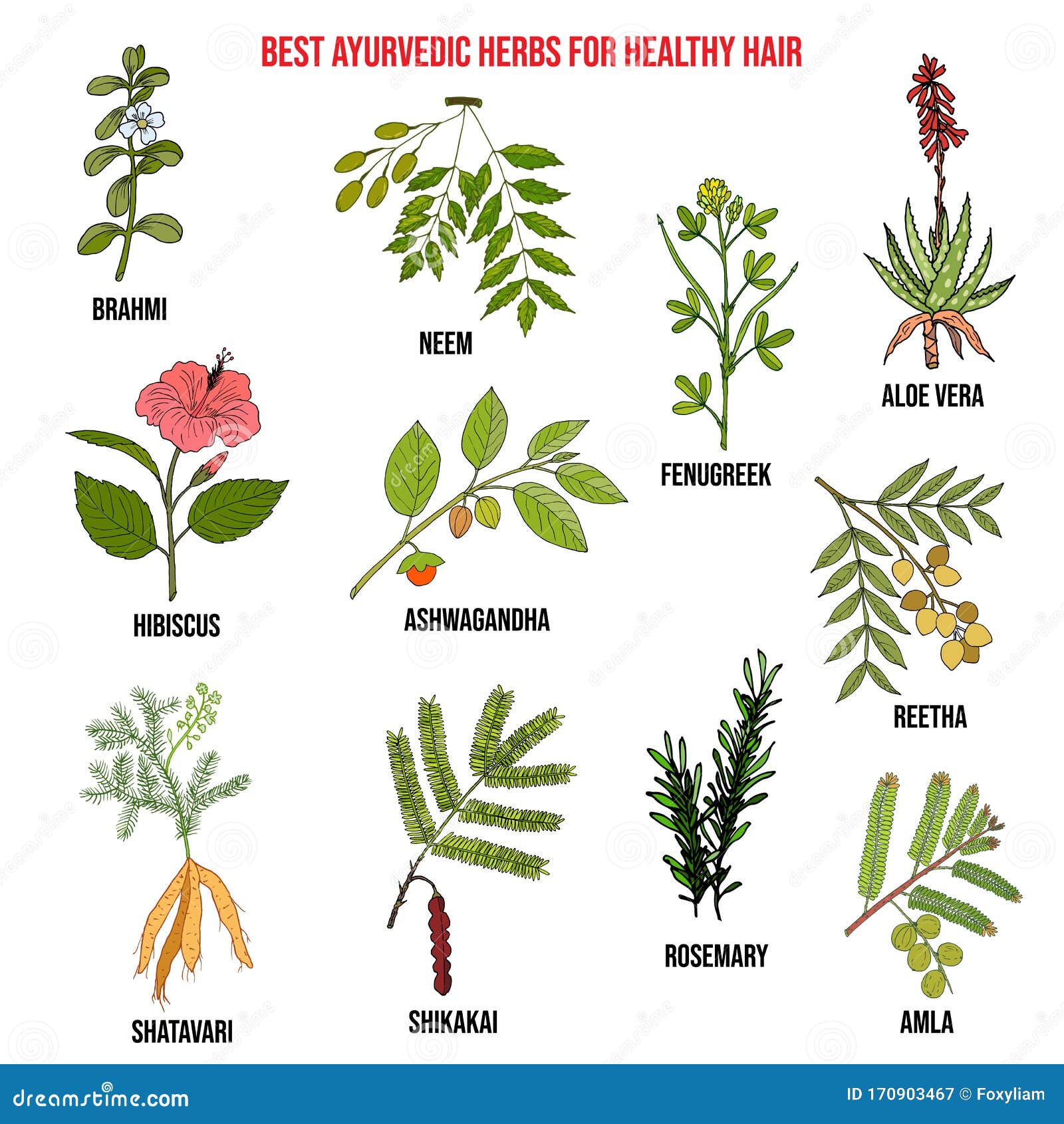 Collection of Best Ayurvedic Herbs for Healthy Hair Stock Vector - Illustration of medicinal, brahmi: 170903467 Collection of Best Ayurvedic Herbs for Healthy Hair Stock Vector - Illustration of medicinal, brahmi: 170903467