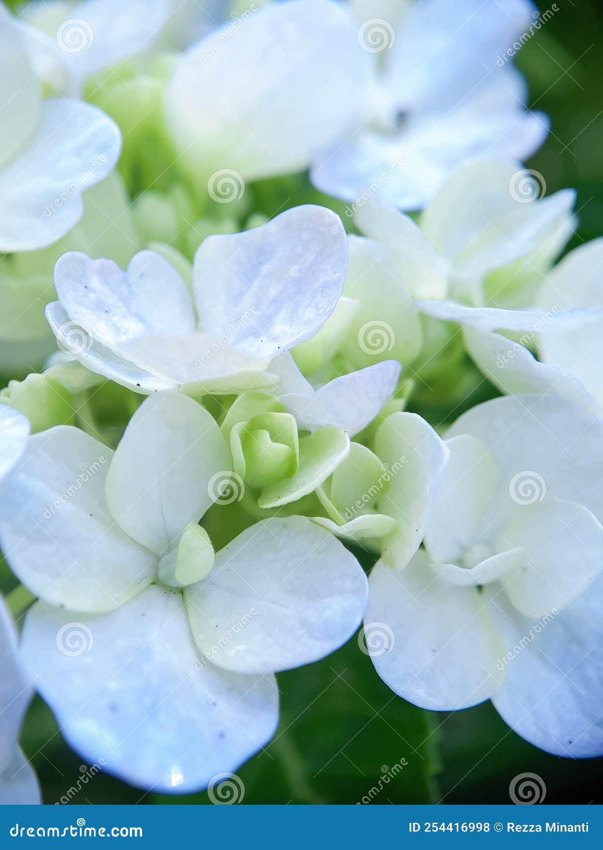 A Collection of Blooming White Hydrangea Flowers. Stock Photo Image of hydrangea, species