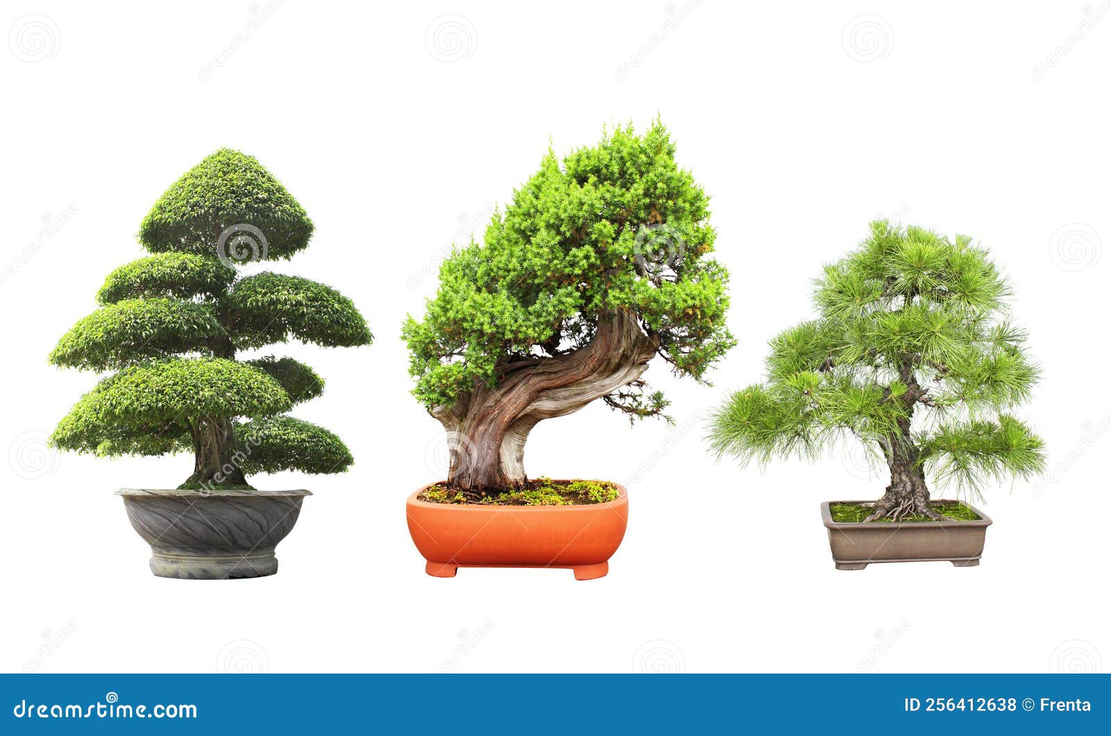Collection of Bonsai Tree. Set of Bonsai of Different Shapes in Clay