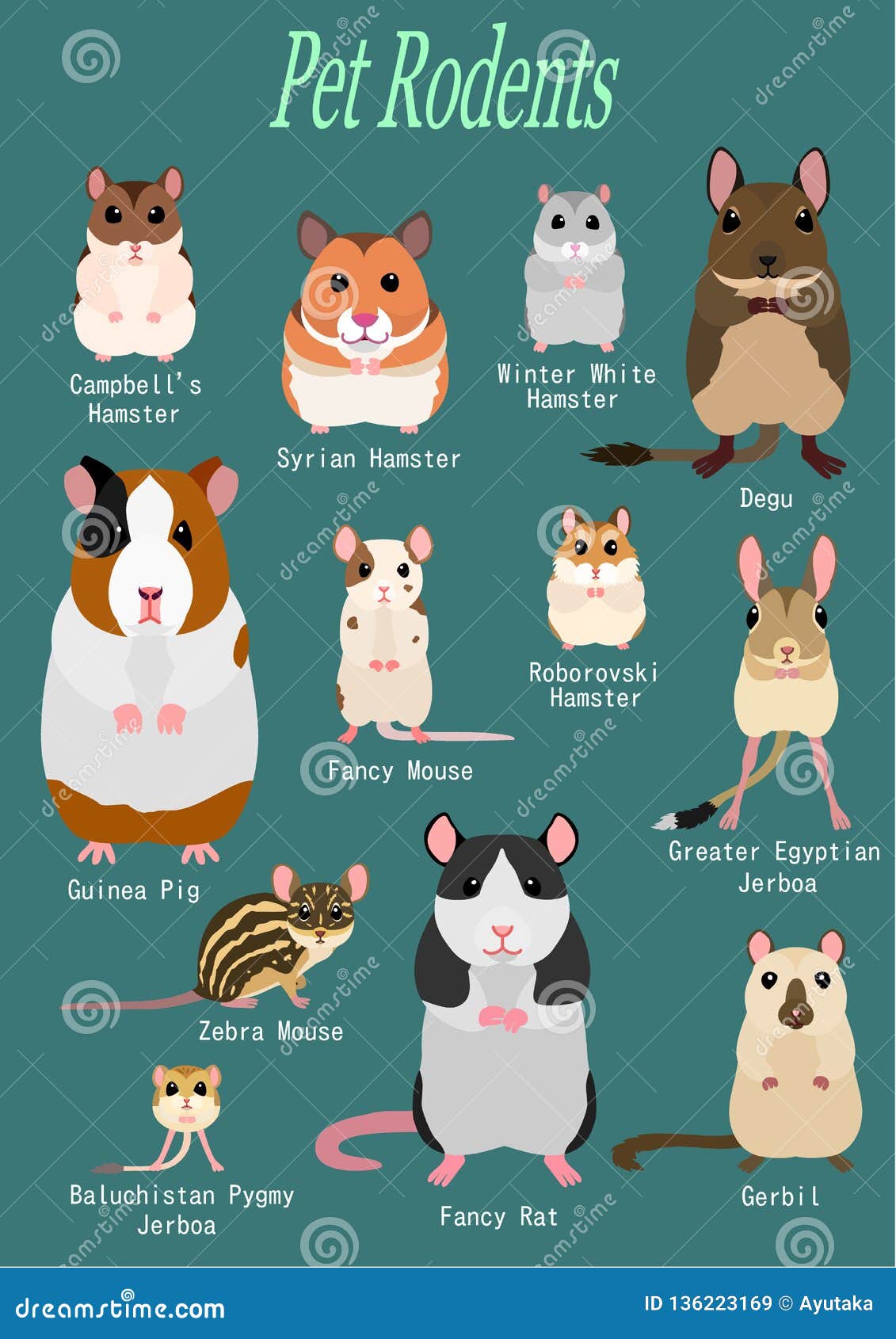 Collection of pet rodents stock vector. Illustration of guinea - 136223169