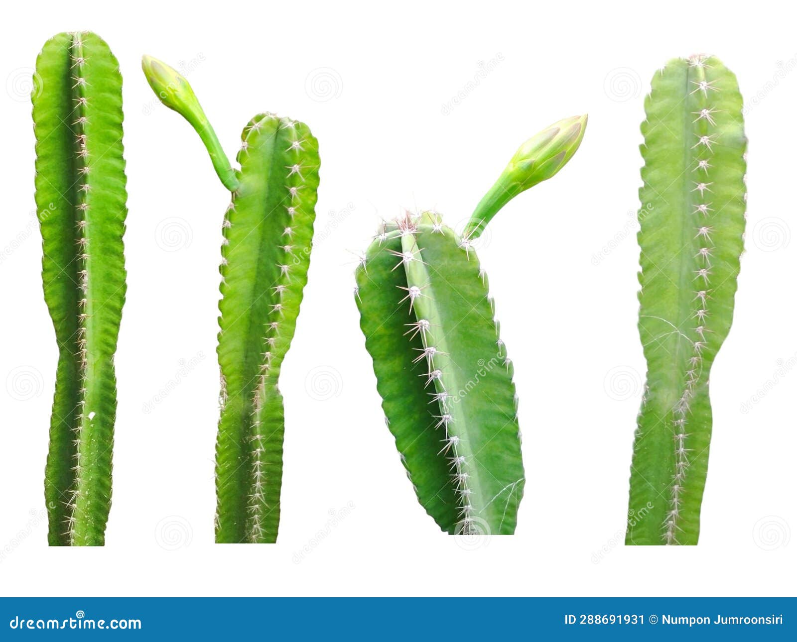 Collection Cactus on White Background Stock Illustration Illustration
