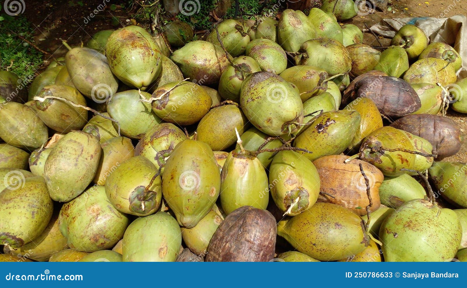 A Collection of Coconuts Plucked from a Garden in Sri Lanka Stock Image Image of plucked