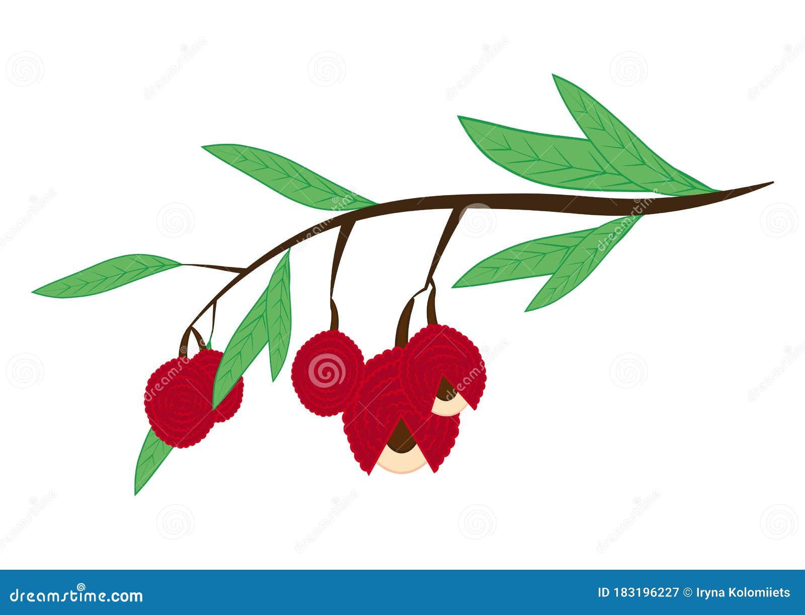 Download Collection Of Color Lychees. Asian Fruits For Juice And Vegetarian Food. Color Of Realistic ...