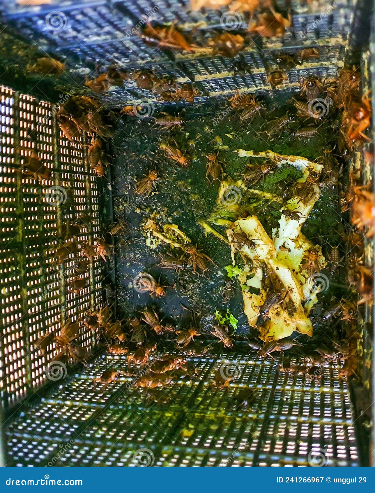 A Collection of Crickets in a Cage Stock Image Image of leaf, plant