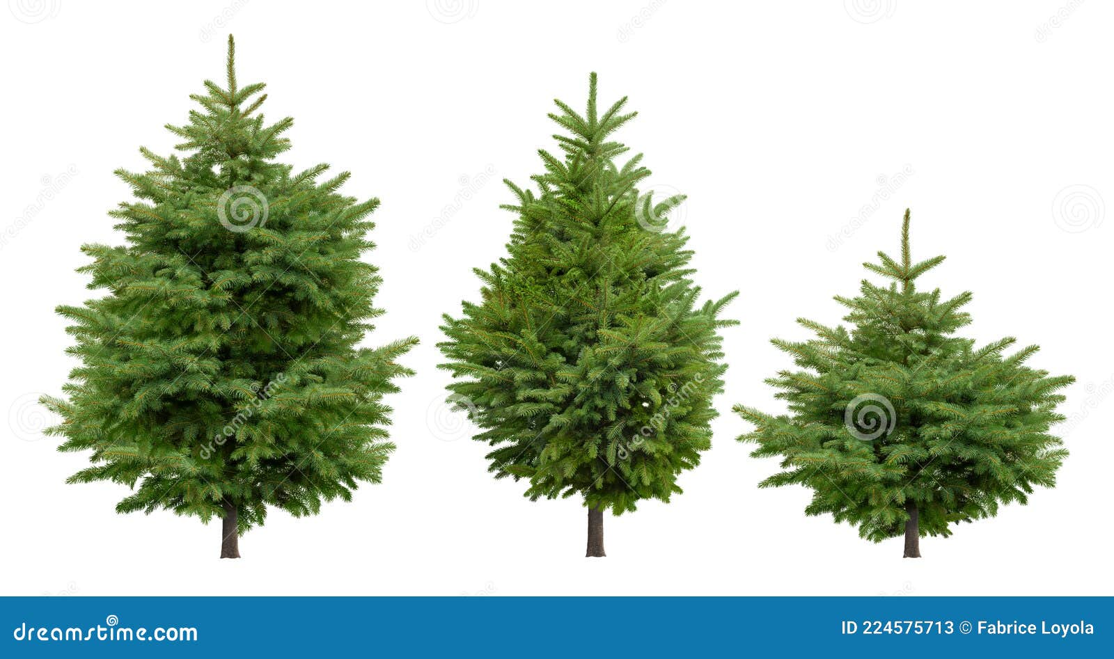 collection of cutout fir trees.