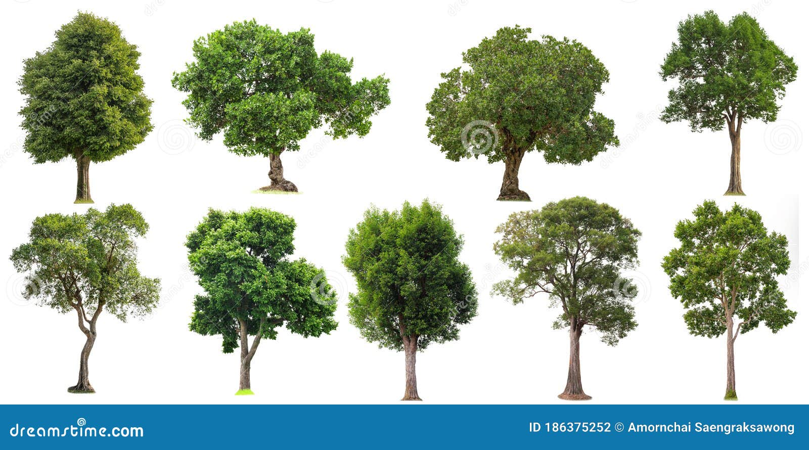 collection of cutout tree for use as a raw material for editing work.  deciduous tree on a white background  with clipping