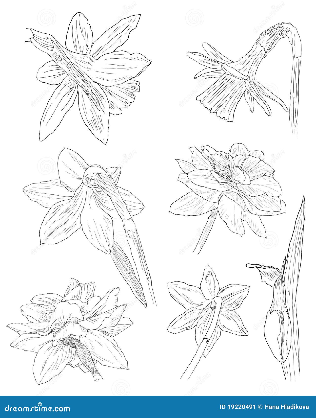 Collection of Daffodil Sketches Stock Illustration Illustration of