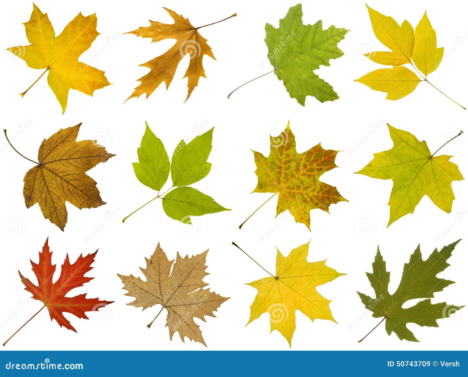 Collection De Differentes Feuilles D Automne D Arbre D Erable Image Stock Image Du Acer Octobre Collection De Differentes Feuilles D Automne D Arbre D Erable Image Stock Image Du Acer Octobre