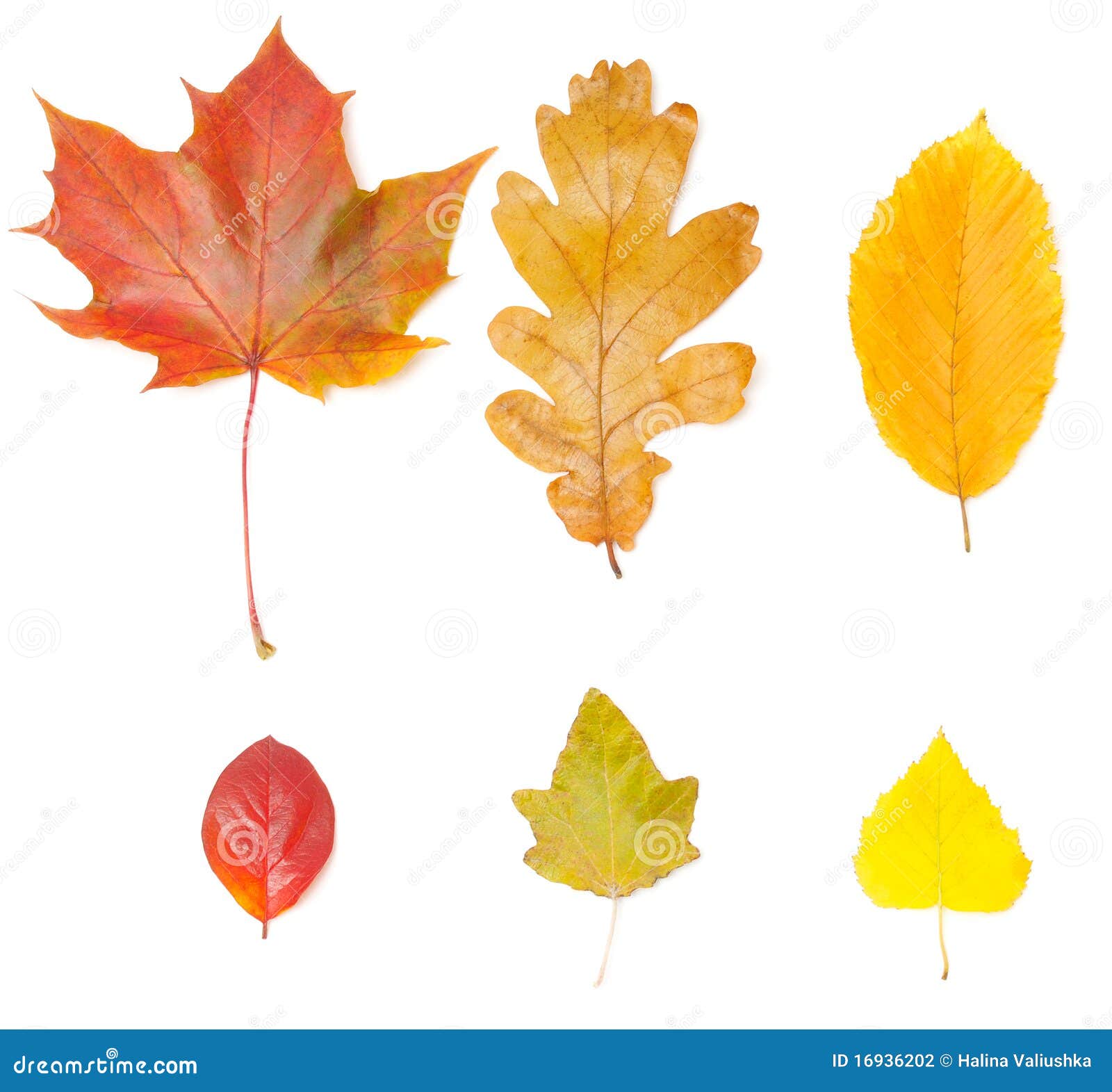 Collection of Different Leaves Stock Photo - Image of nature, organic ...