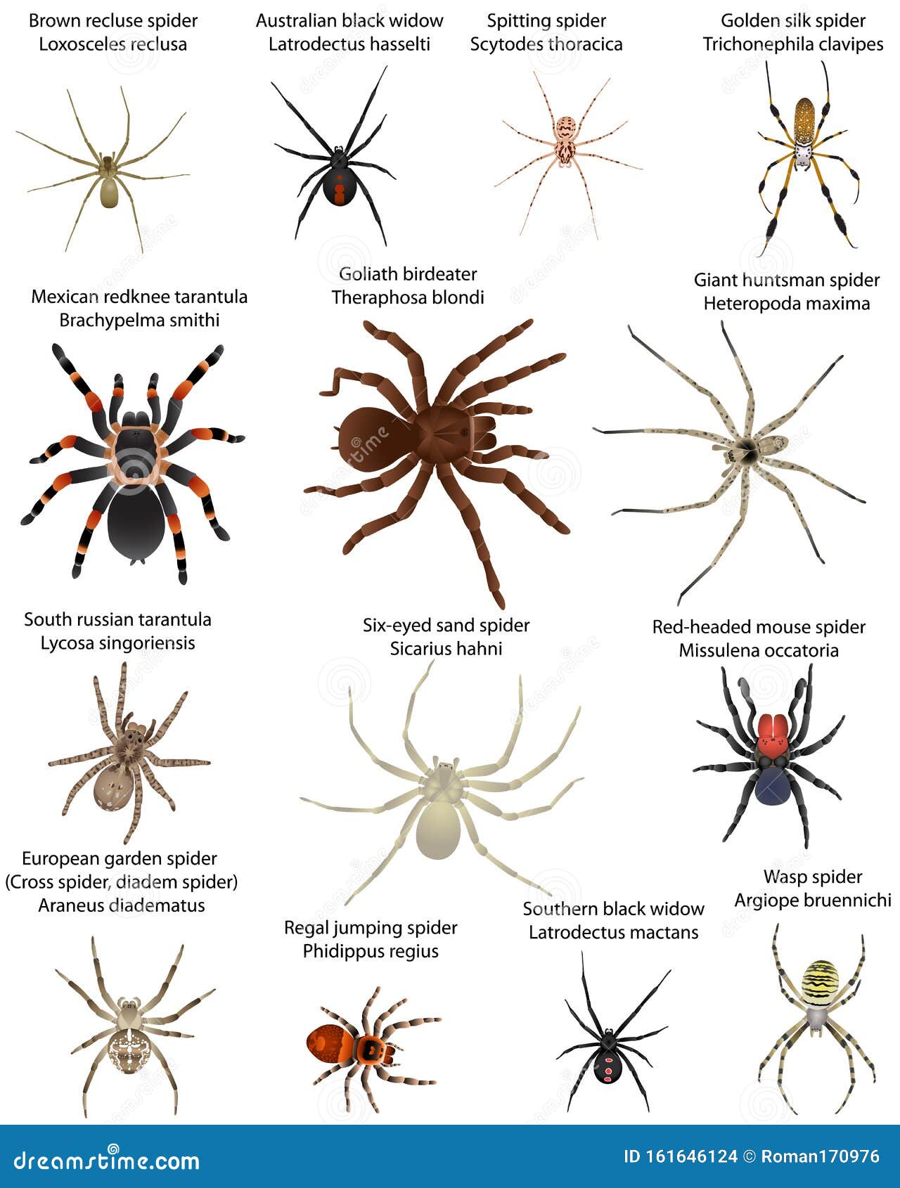 Collection of Different Species of Spiders in Colour Image: Southern Widow, Australian Black Mexican Redknee Stock Vector - Illustration of small, prehensile: 161646124