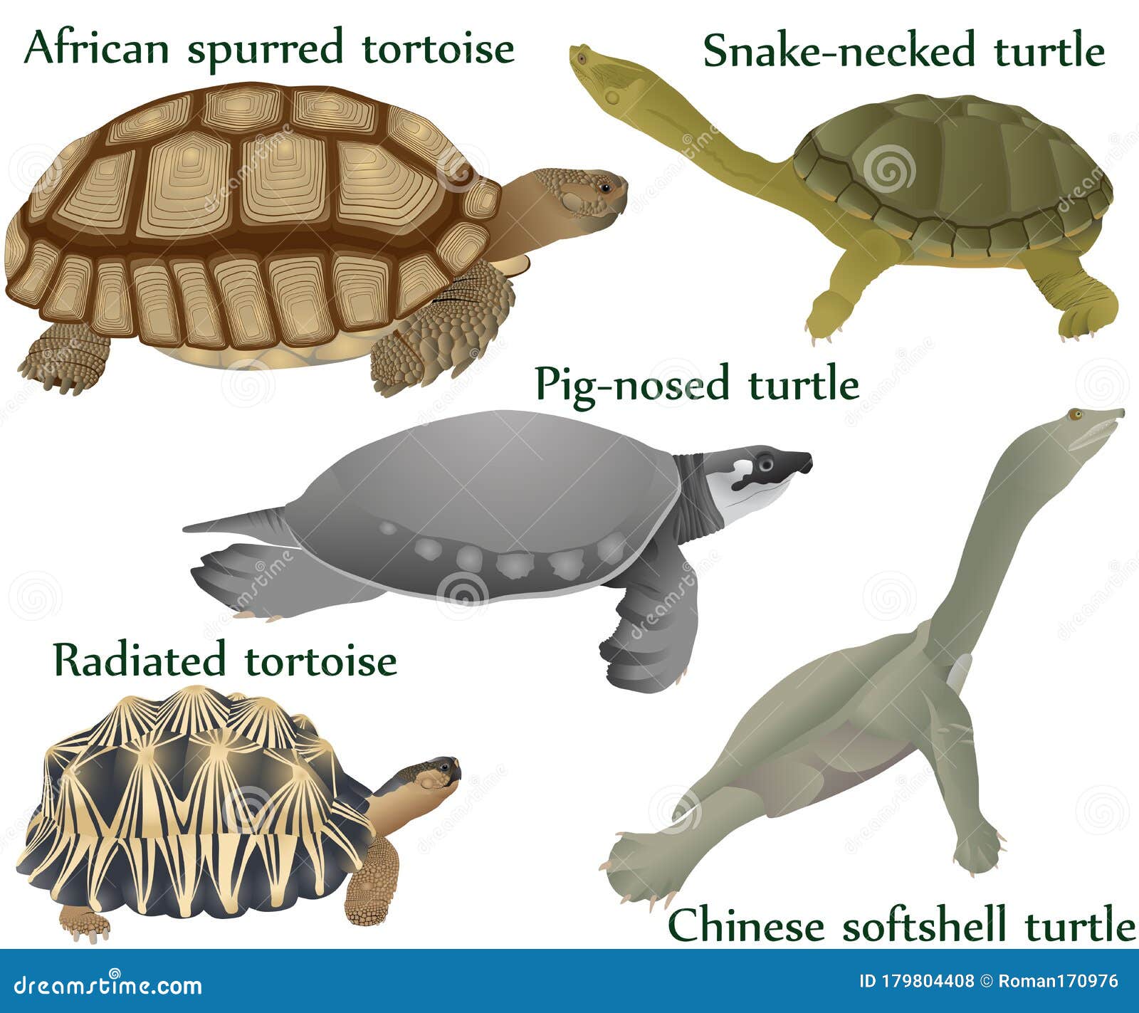 Collection of Different Species of Turtles and Tortoises in Colour Image:  Pig-nosed Turtle, Snake-necked Turtle, Chinese Softshell Stock Vector -  Illustration of australian, reptile: 179804408