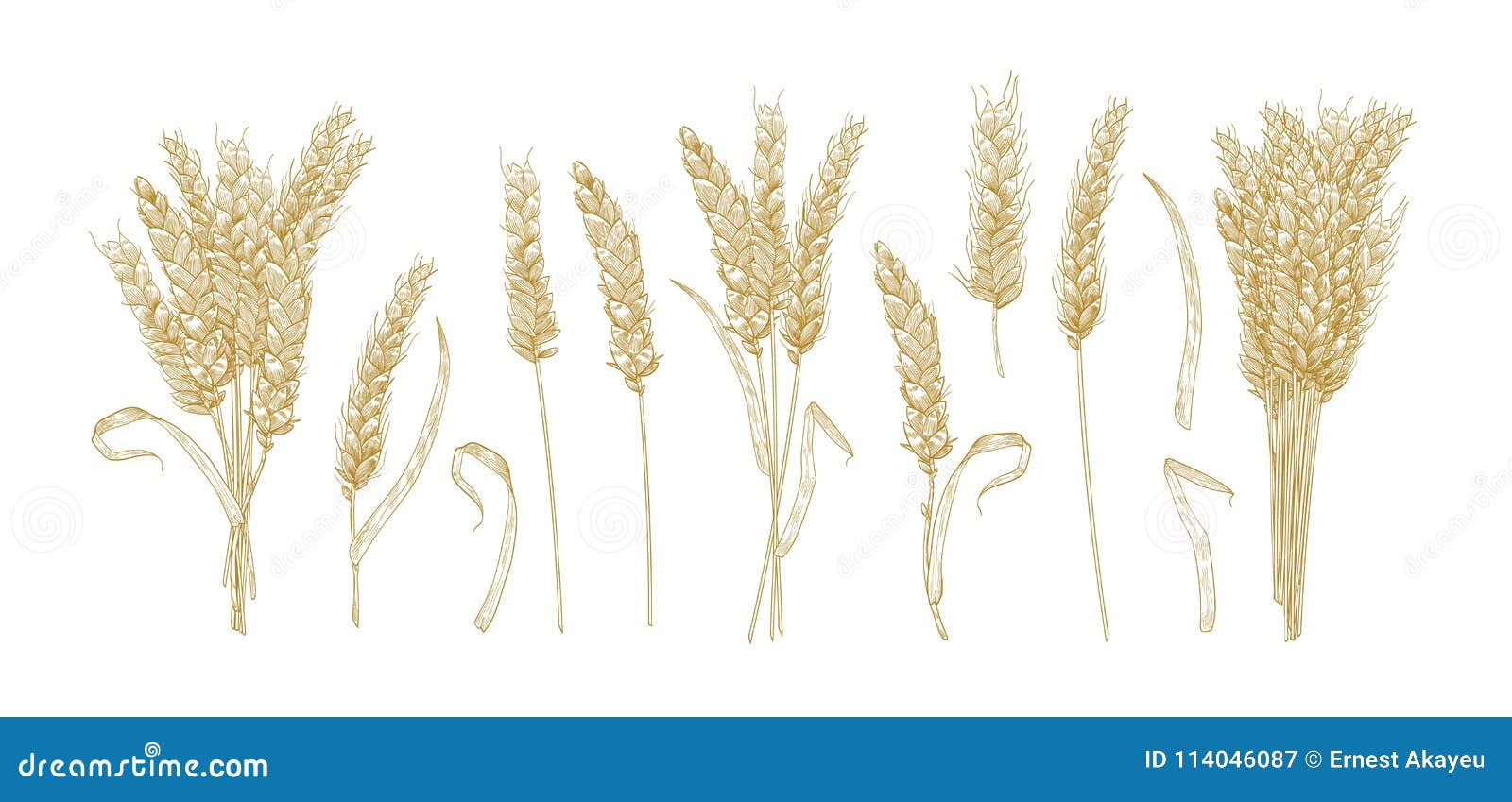Collection Of Drawings Of Wheat Ears Isolated On White Background. Set ...